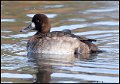 _0SB1100 greater scaup